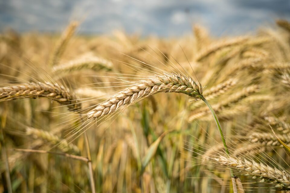 Glutenfreie Ern Hrung Praktischer Leitfaden F R Einsteiger