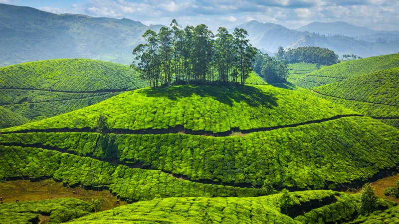 Grüne Teeplantagen in Indien