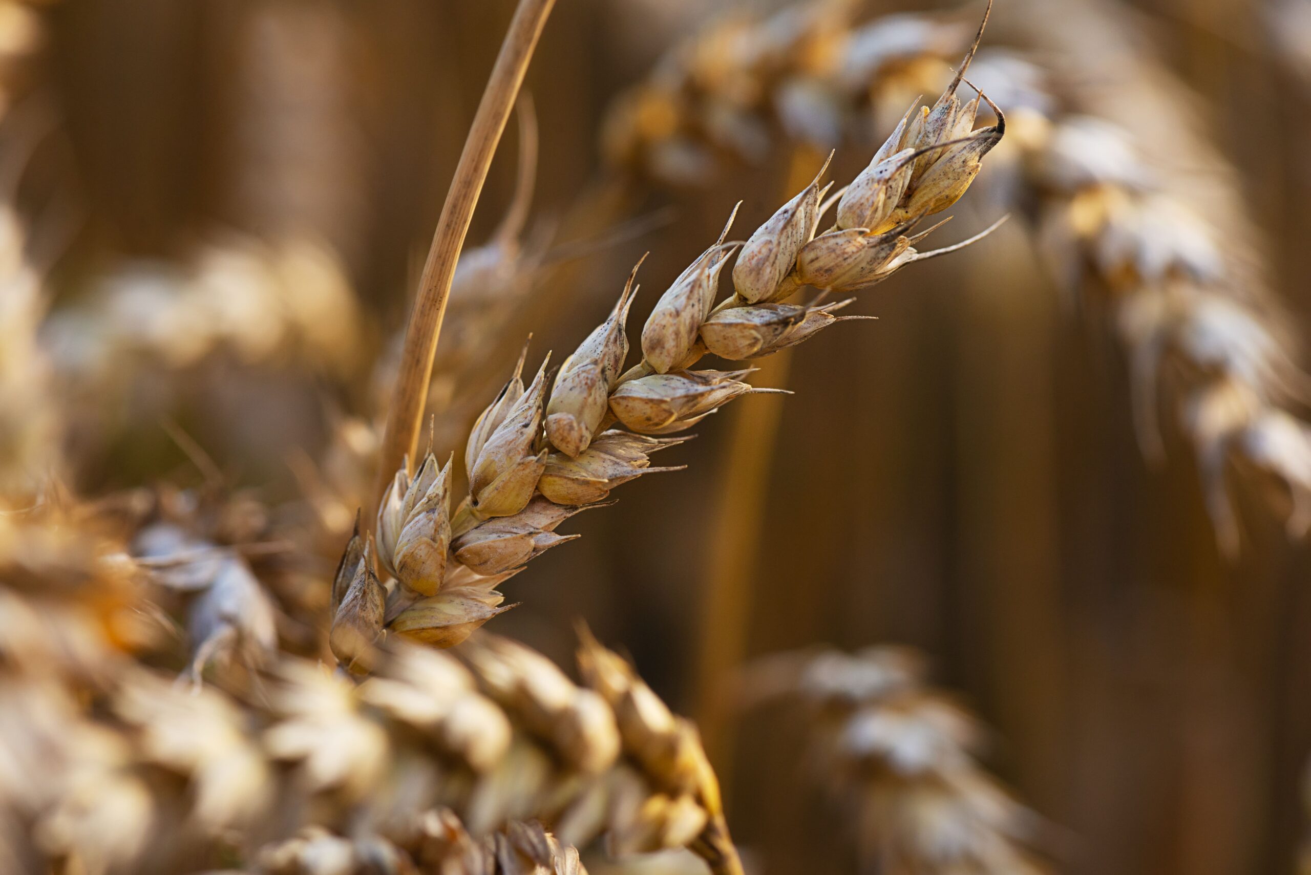 Nahaufnahme reifer Gerstenähren auf einem Feld. Die Körner sind detailliert erkennbar und weisen goldene Farbtöne auf.