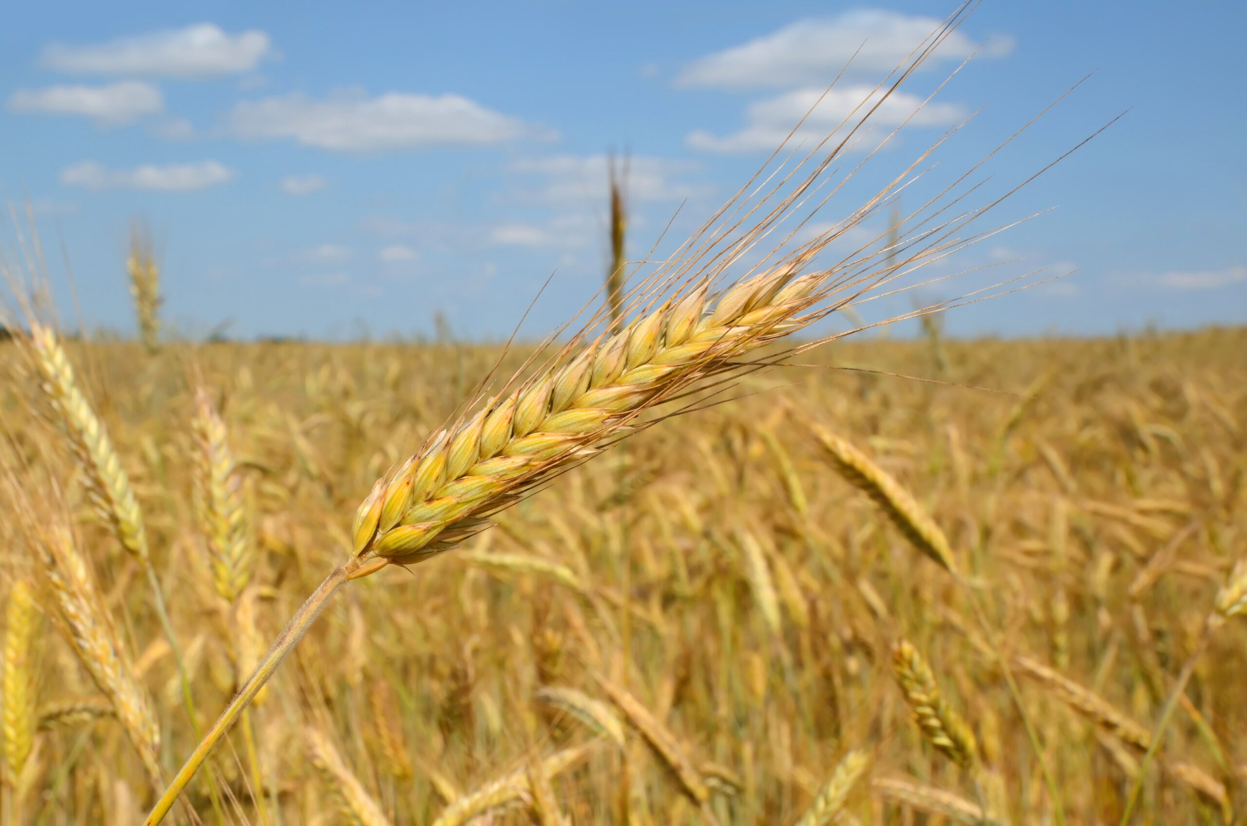 Nahaufnahme eines einzelnen Roggenhalms in einem goldenen Feld vor einem blauen Himmel mit Wolken.