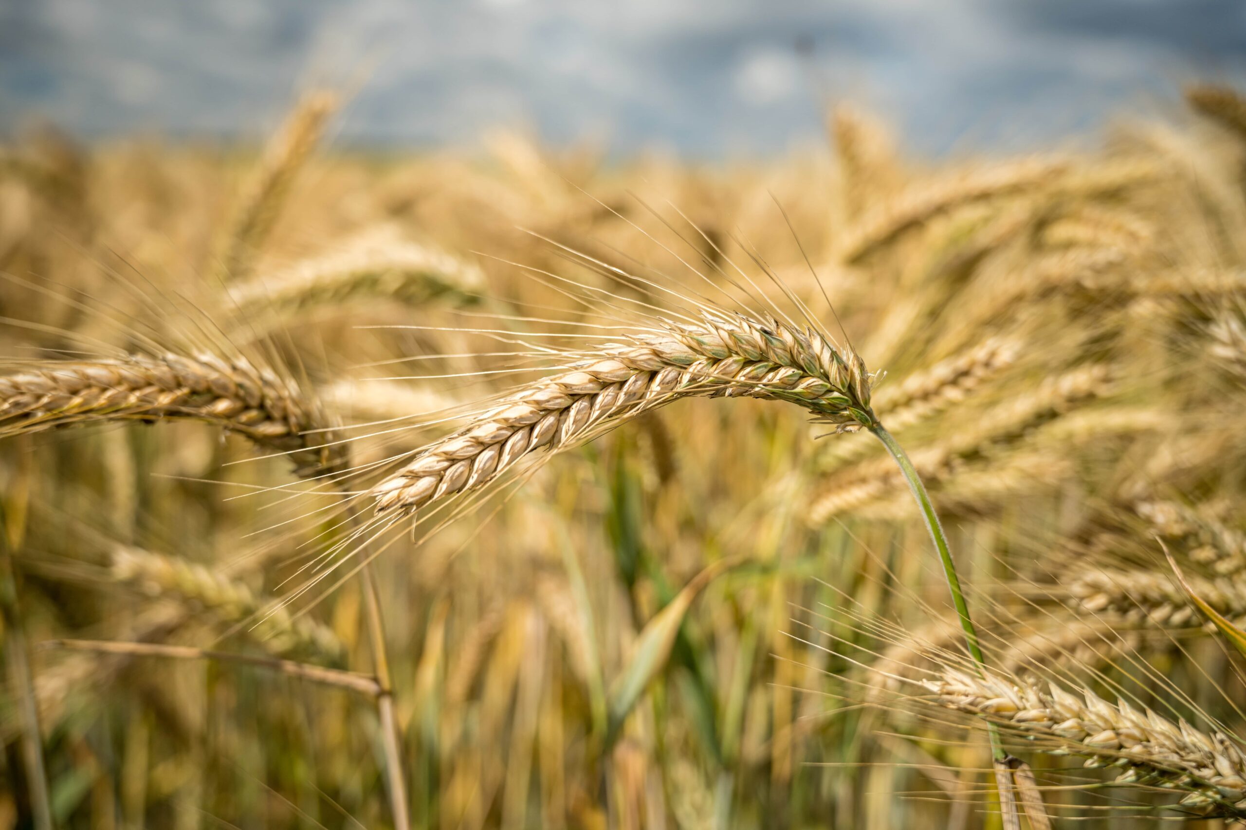 Nahaufnahme von reifem Weizen auf einem Feld unter einem bewölkten Himmel.