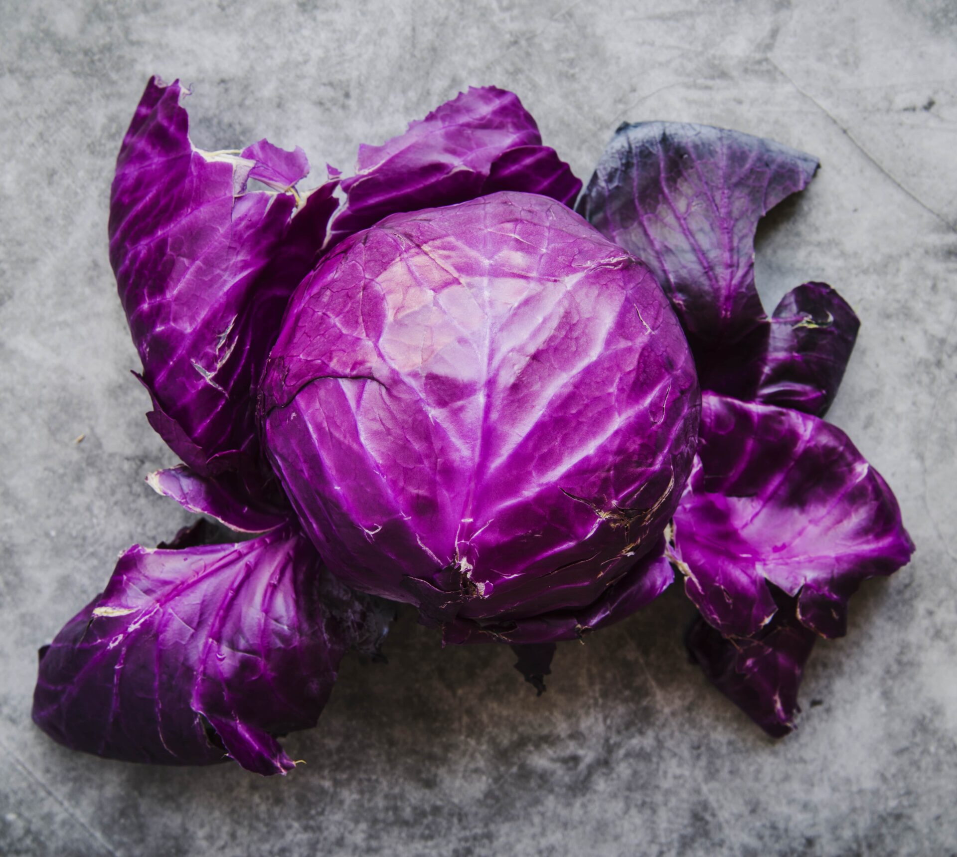 Rotkohl mit leuchtenden Blättern auf einer strukturierten grauen Oberfläche.